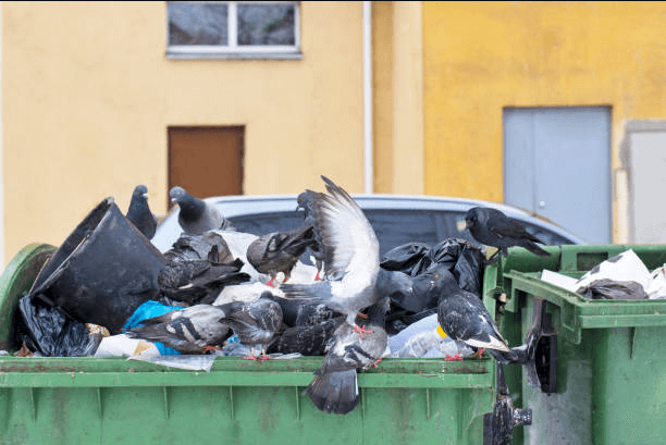 Risco que os pombos podem trazer à saúde